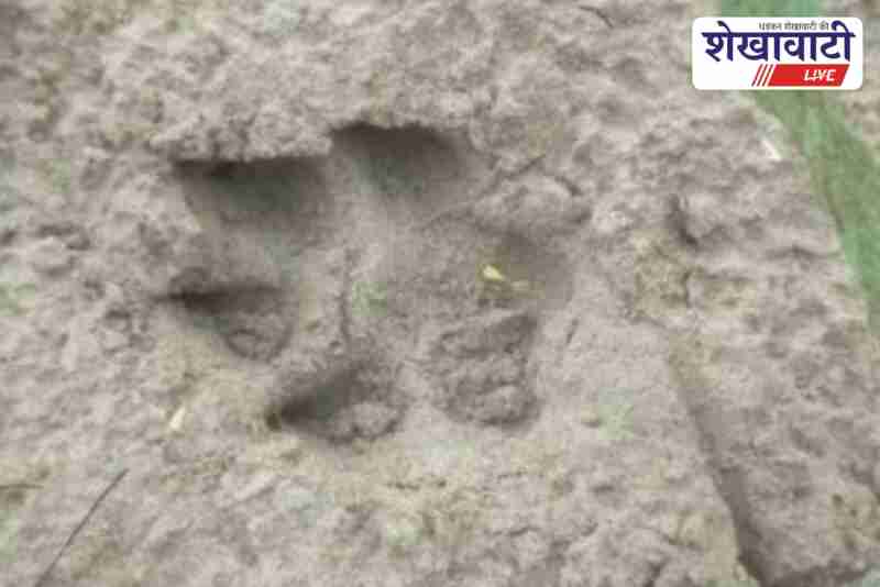 Leopard terror in Fatehpur area, forest department sets cage