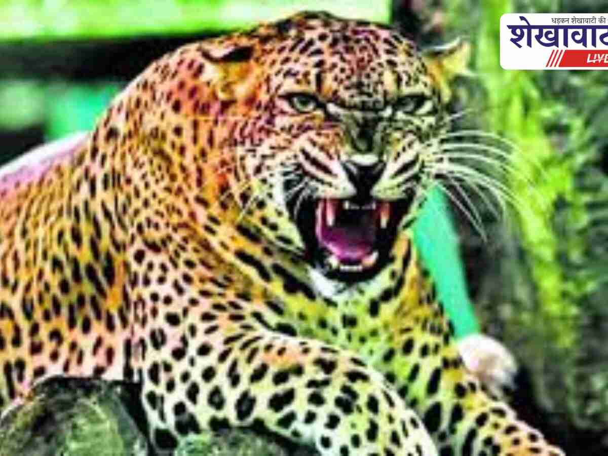 सरदारशहर के खेतों में पैंथर की दहशत, पदचिन्ह मिले