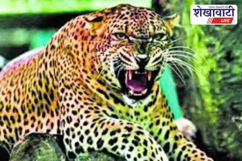 Leopard sighting in Dhodhalia, Churu, villagers alerted
