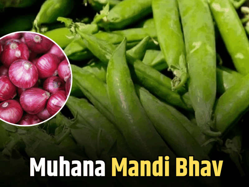 Muhana Mandi Bhav: आलू की कीमतों में फिर गिरावट, जारी हुए 6 जनवरी के मुहाना मंडी भाव