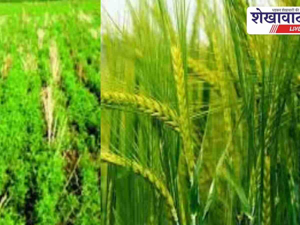 शीतलहर व पाले का अलर्ट: रबी फसलों के लिए एडवाइजरी जारी